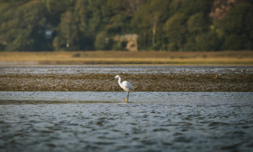 A heron on the Mawddach estuary
