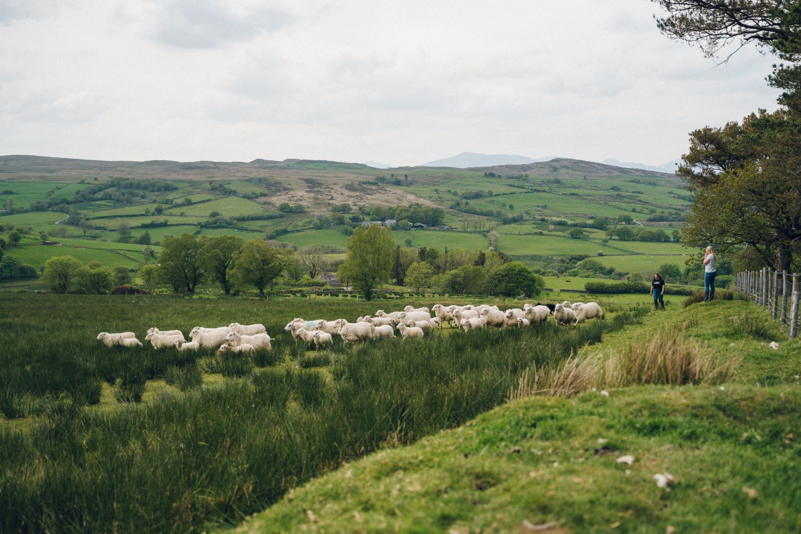 Two young farmers herd sheep with a sheepdog with mountainous pastures in the background.