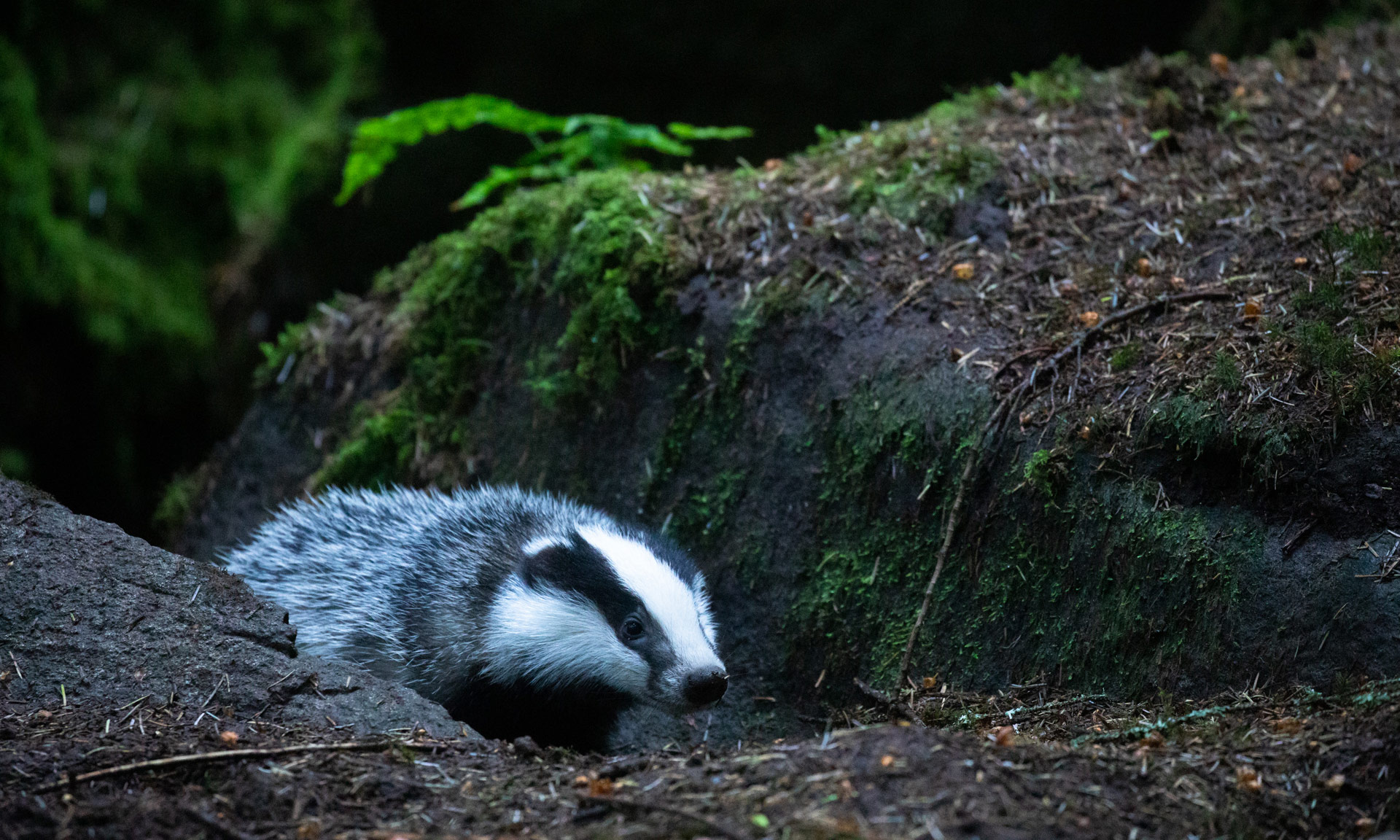 Badger cub in forest