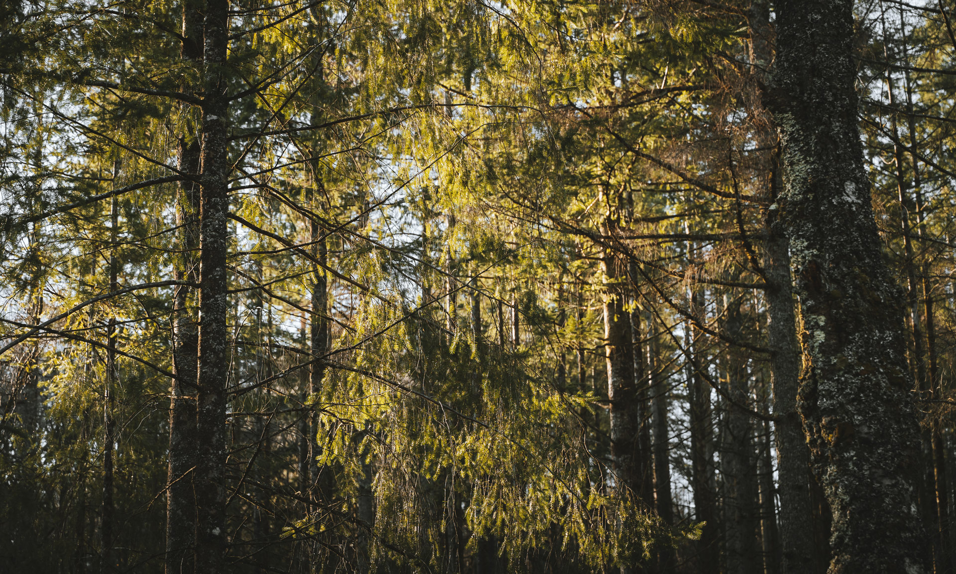 Trees fill the frame in a forest in Eryri.