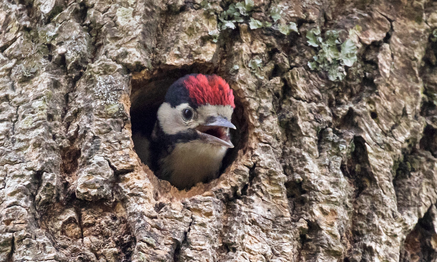 https://snowdonia.gov.wales/wp-content/uploads/2022/01/Great-Spotted-Woodpecker-chick.jpg