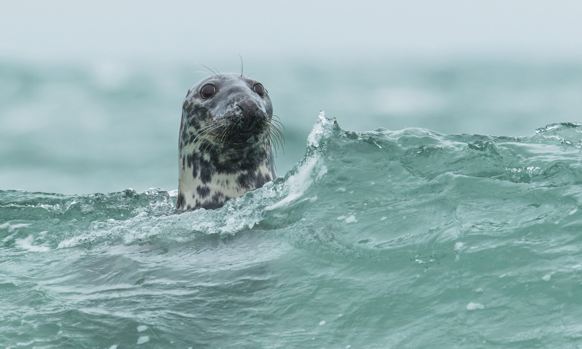A grey seal peeks above the waterline