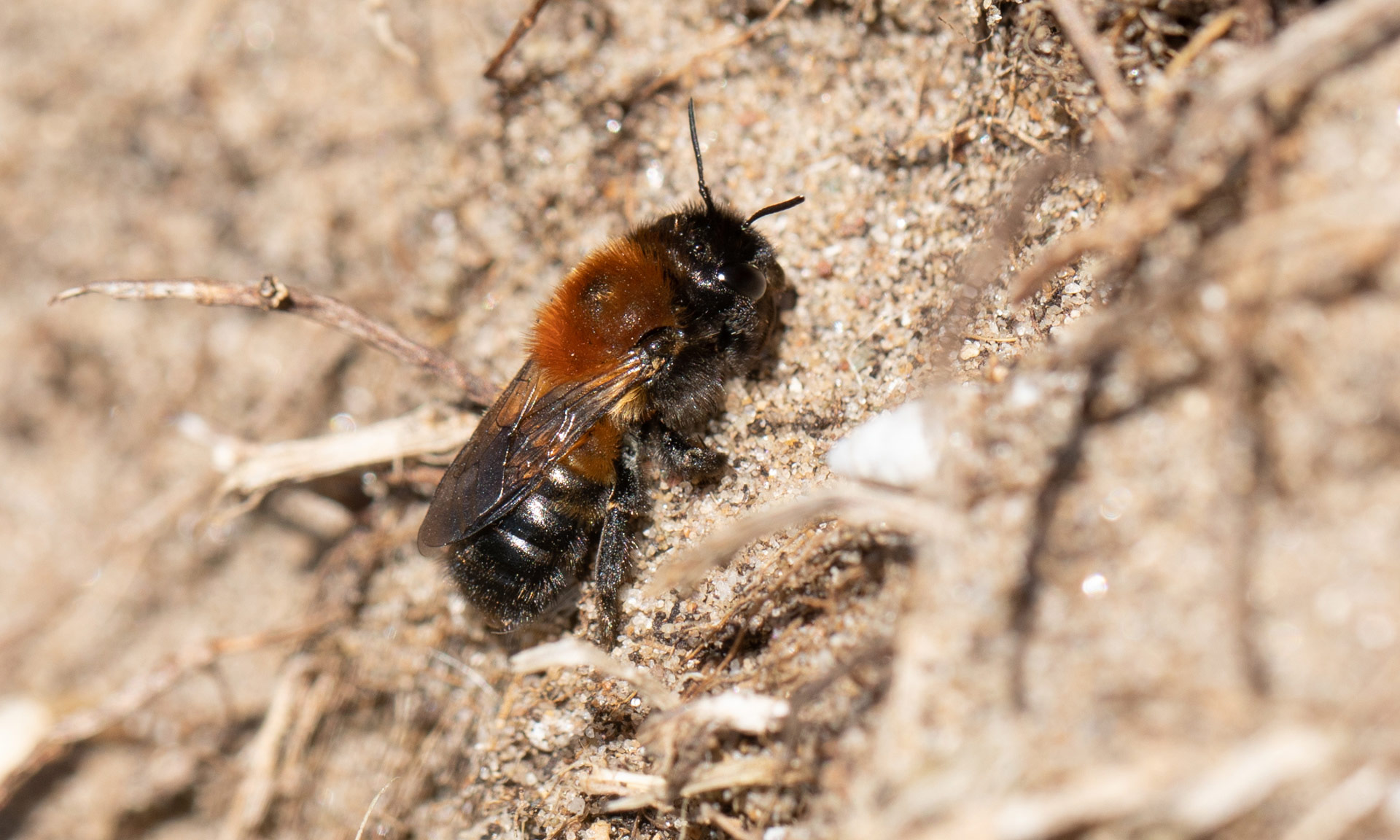 https://snowdonia.gov.wales/wp-content/uploads/2022/01/Large-Mason-bee-suspect-2-19th-May-2021.jpg