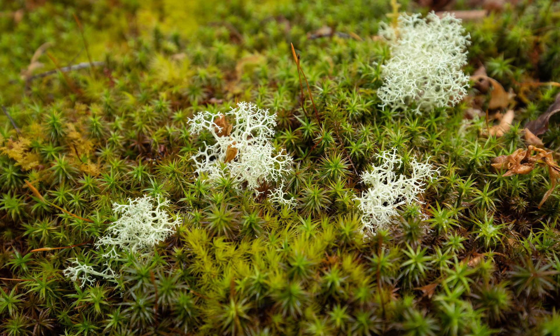 Lichen in Llennyrch wood