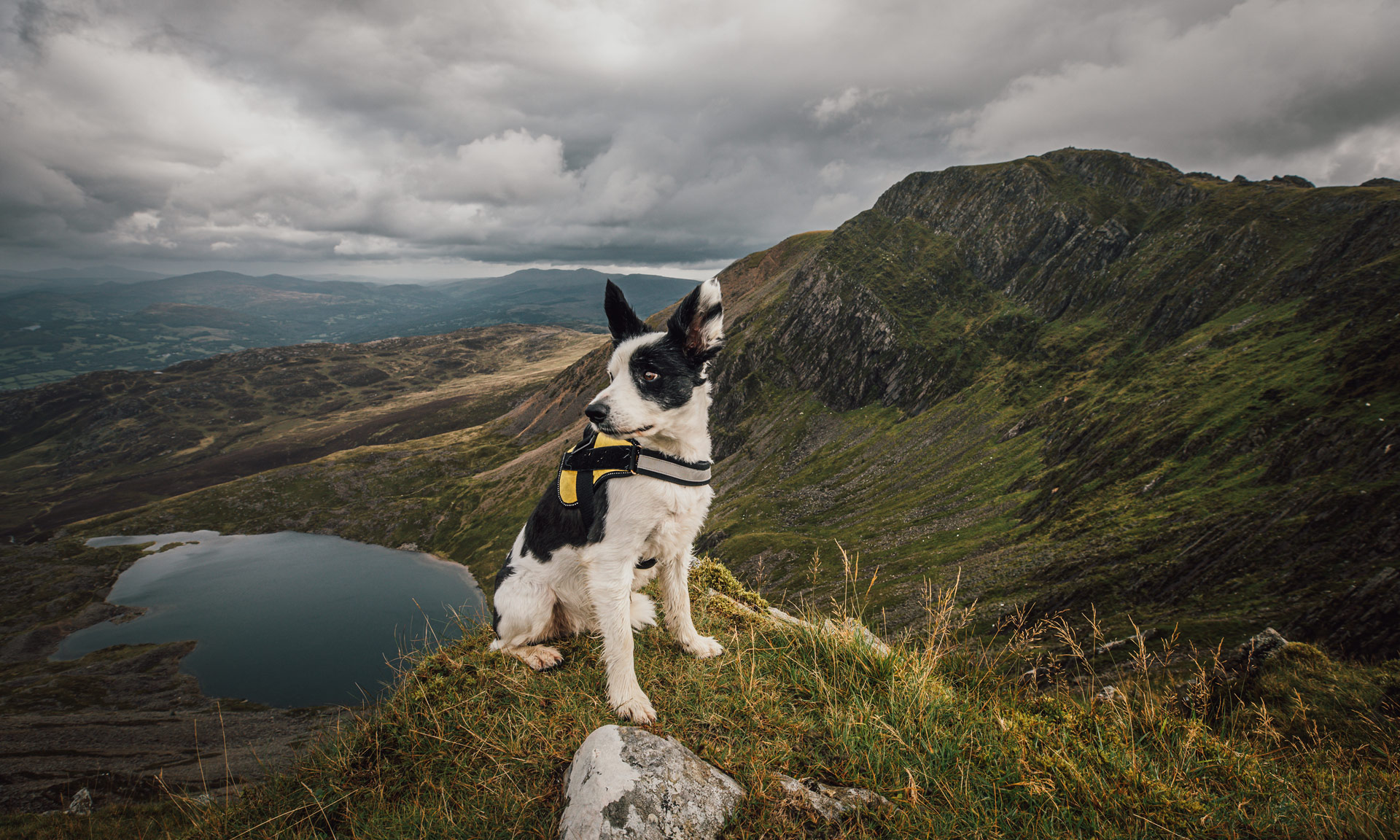 Dog on Cader Idris peak