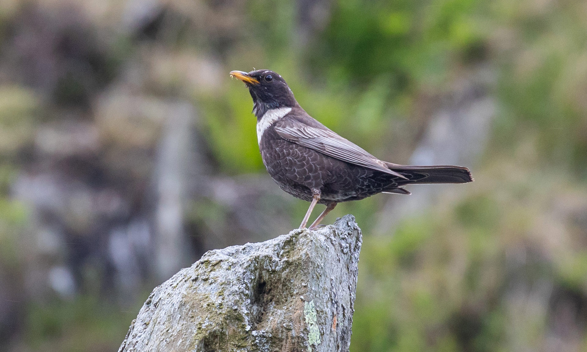 Ring ouzel perched on a rock