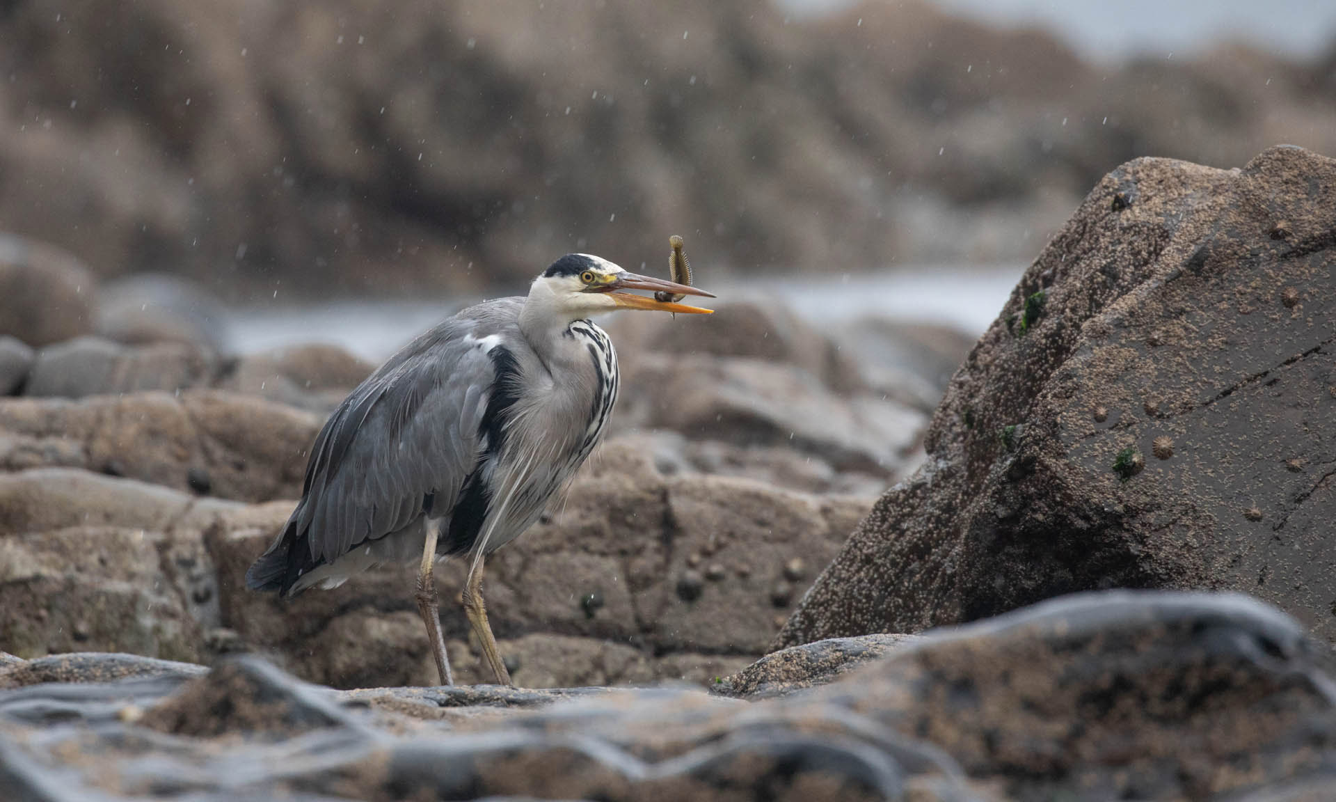A grey heron with a fish in its beak