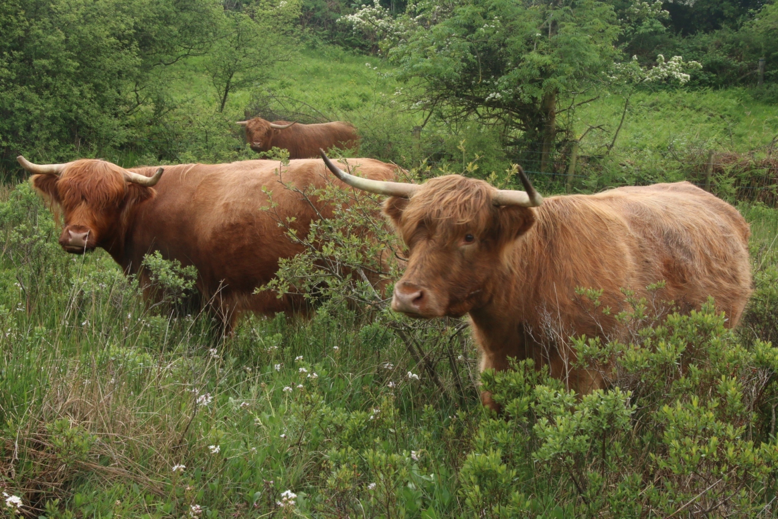 Welsh highland cattle grazing in woodland