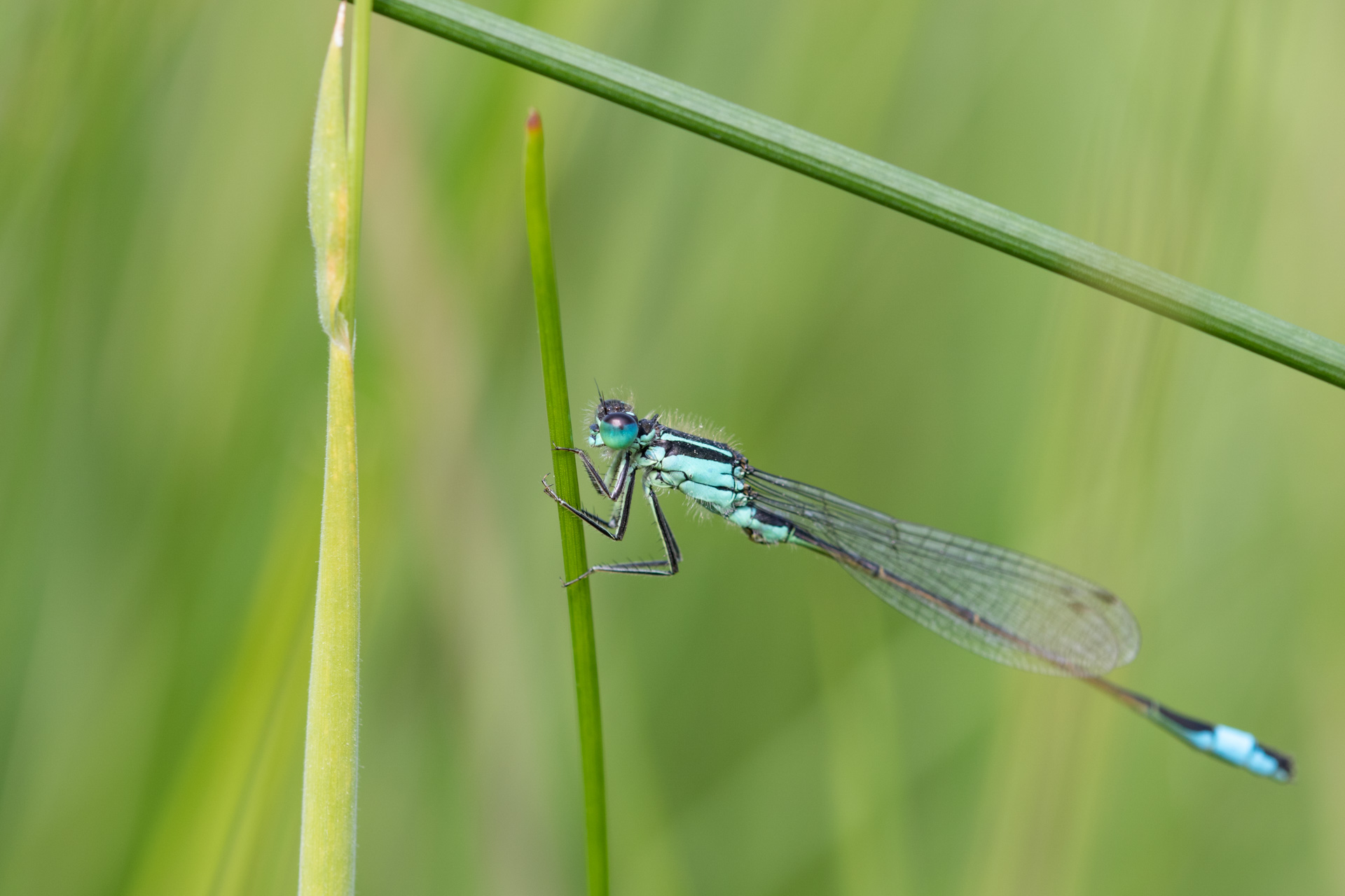 https://snowdonia.gov.wales/wp-content/uploads/2022/03/Blue-tailed-Damselfly.jpg