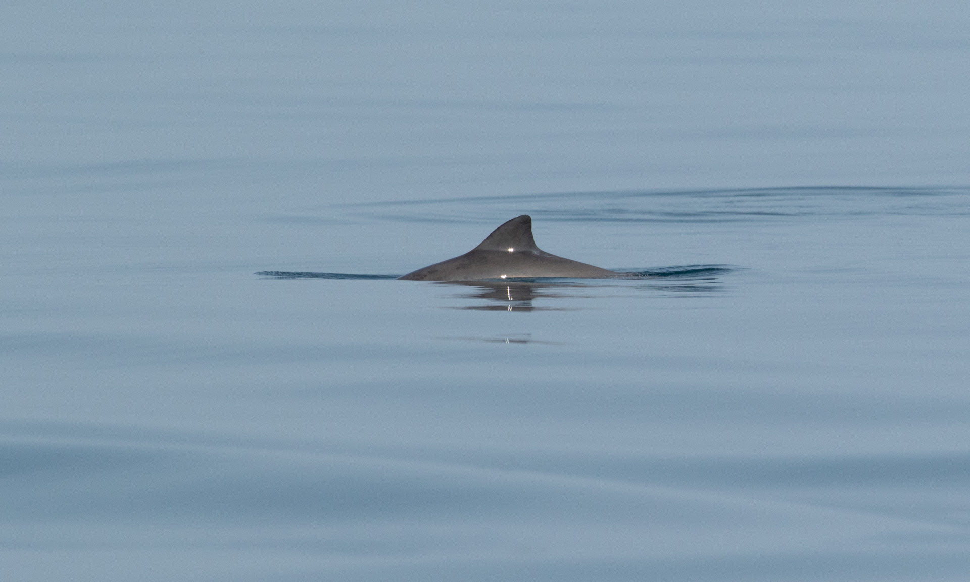 The fin of a harbour porpoise peeks above the water's surface