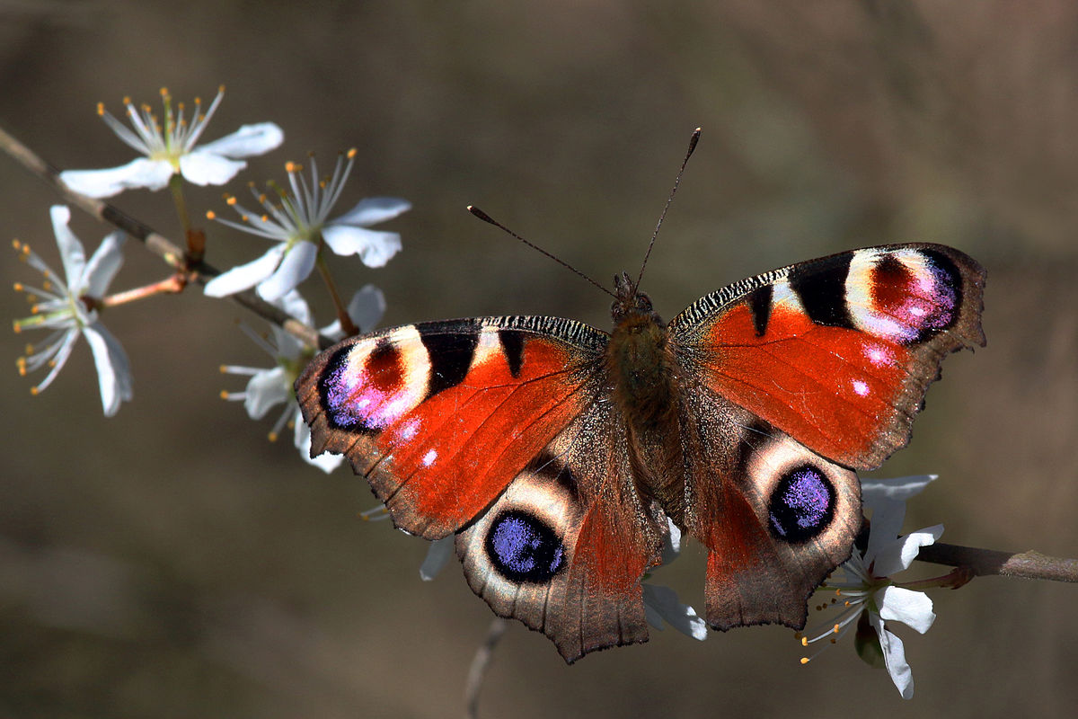 Peacock butterfly rests on a branch