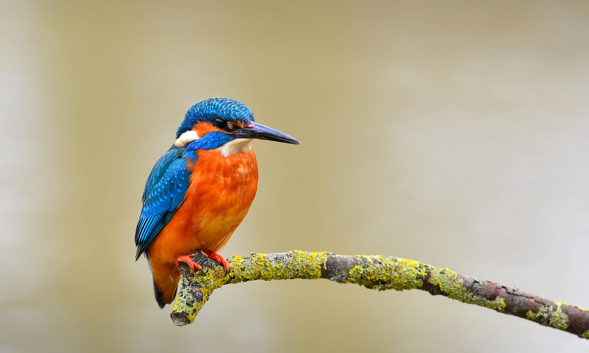 A kingfisher rests on a branch
