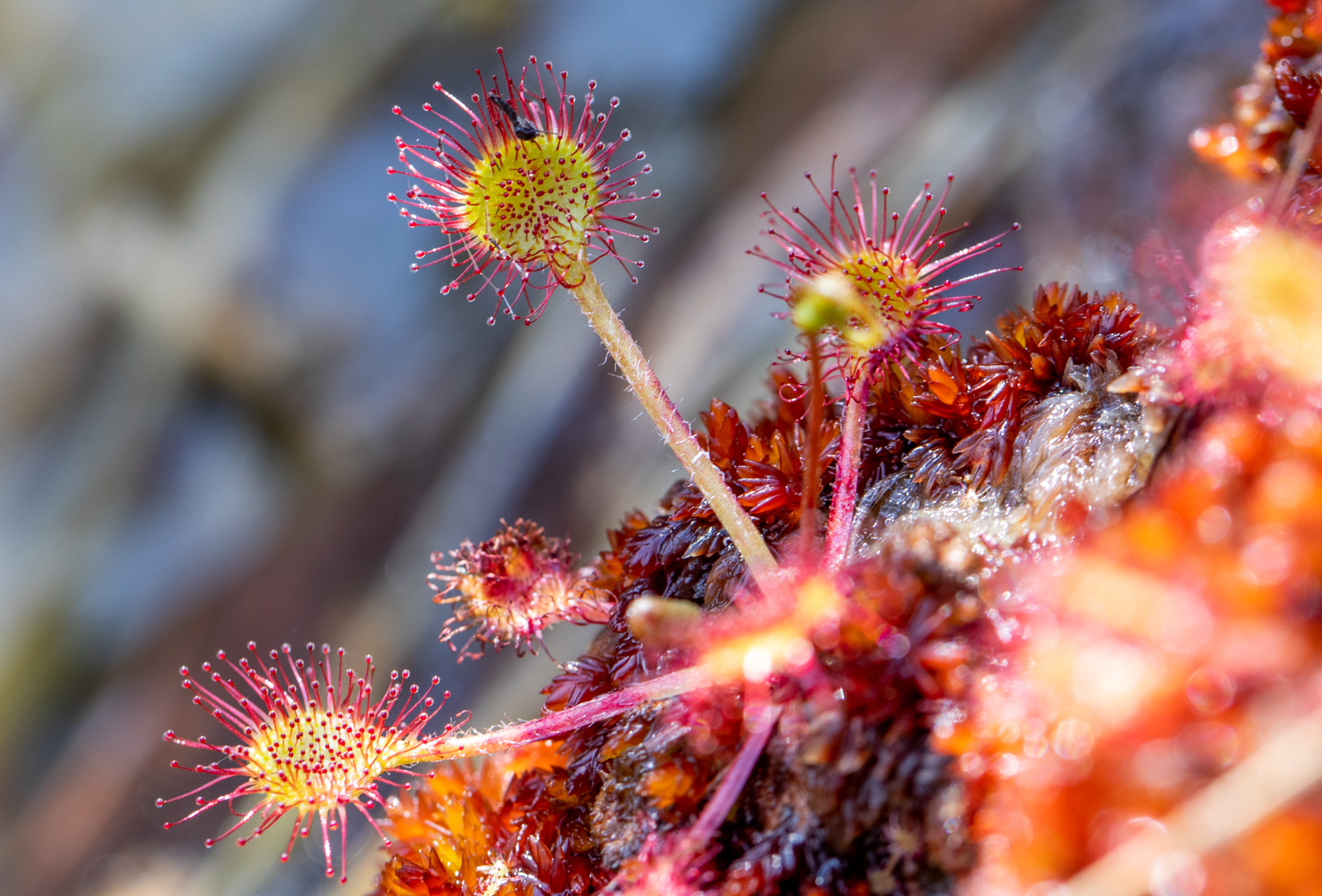 Close up images of a round-leaved sundew