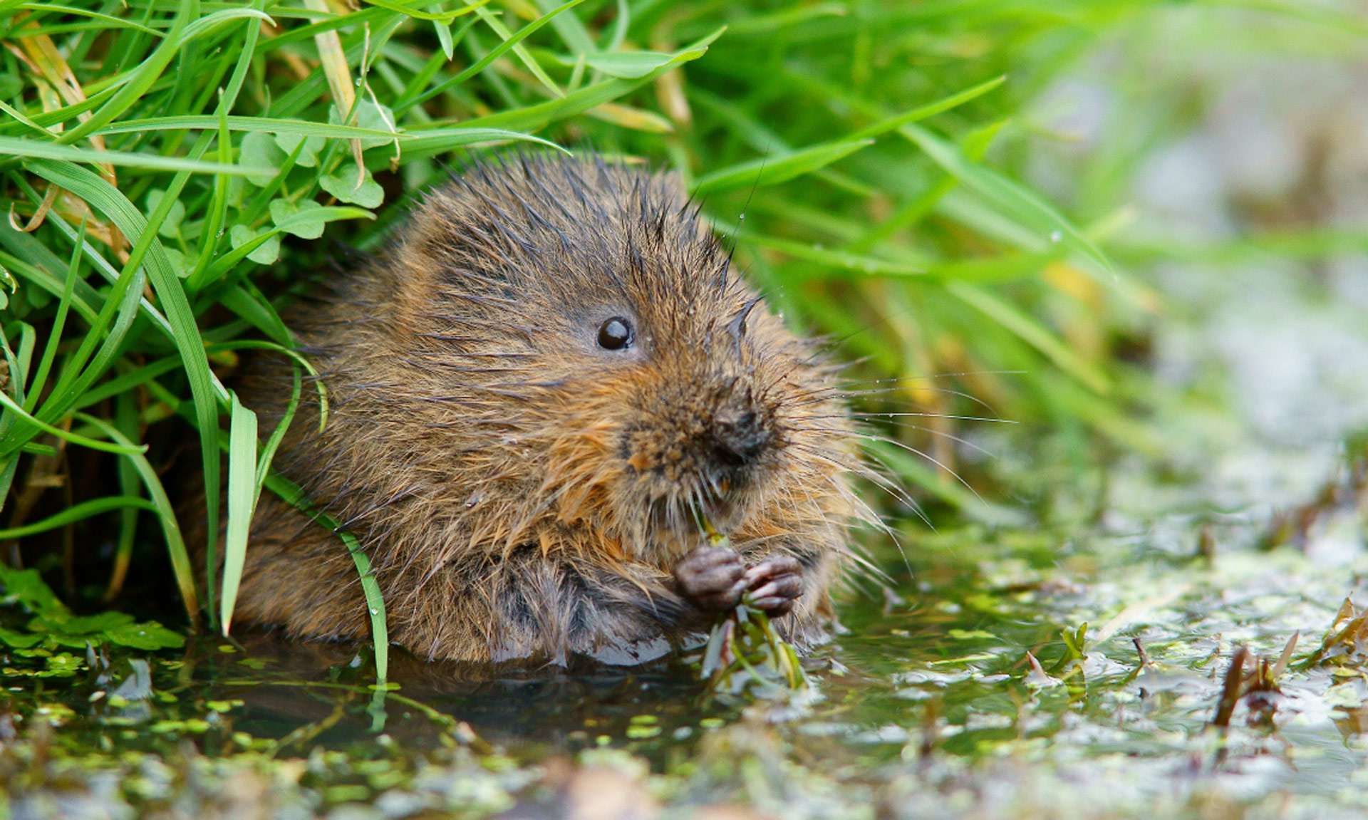 A water vole rests on the shore of a river
