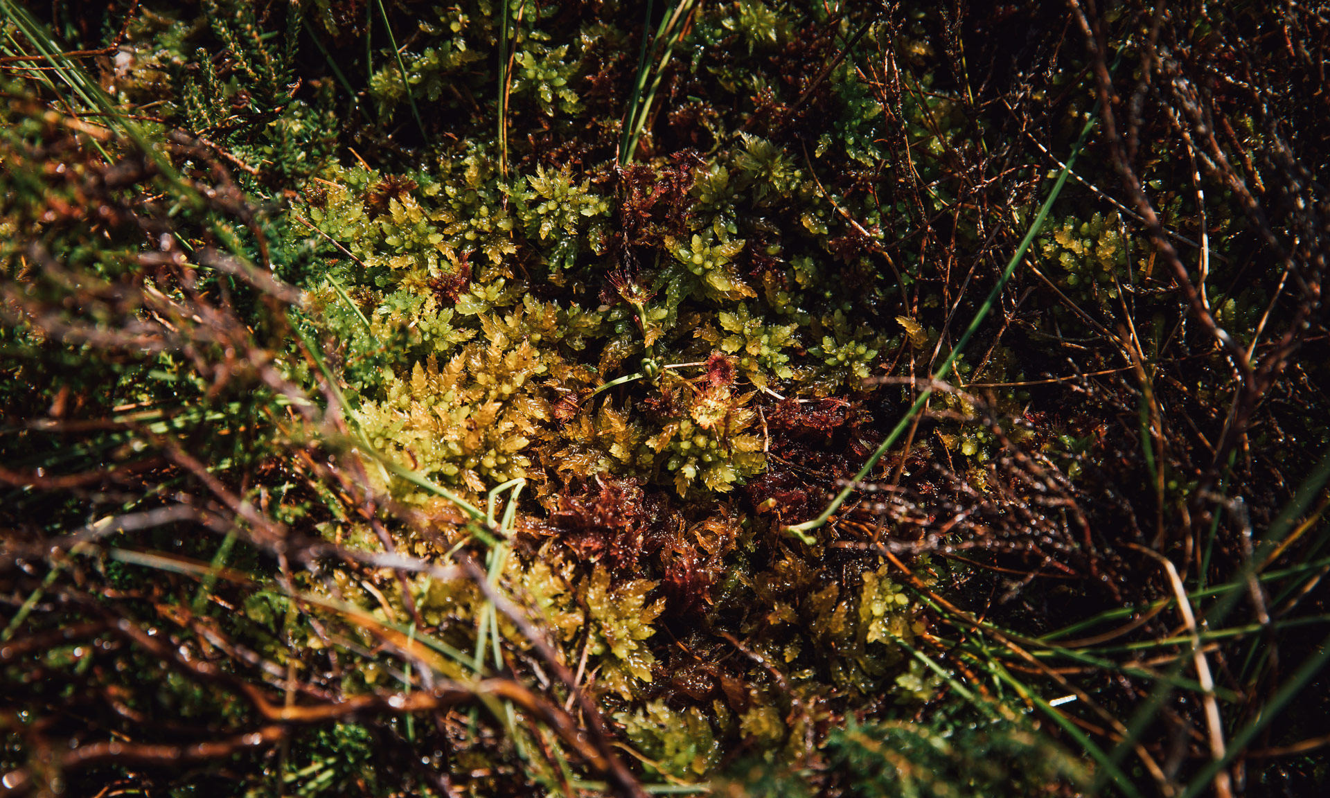 A close-up of mosses and fauna from a peatland.