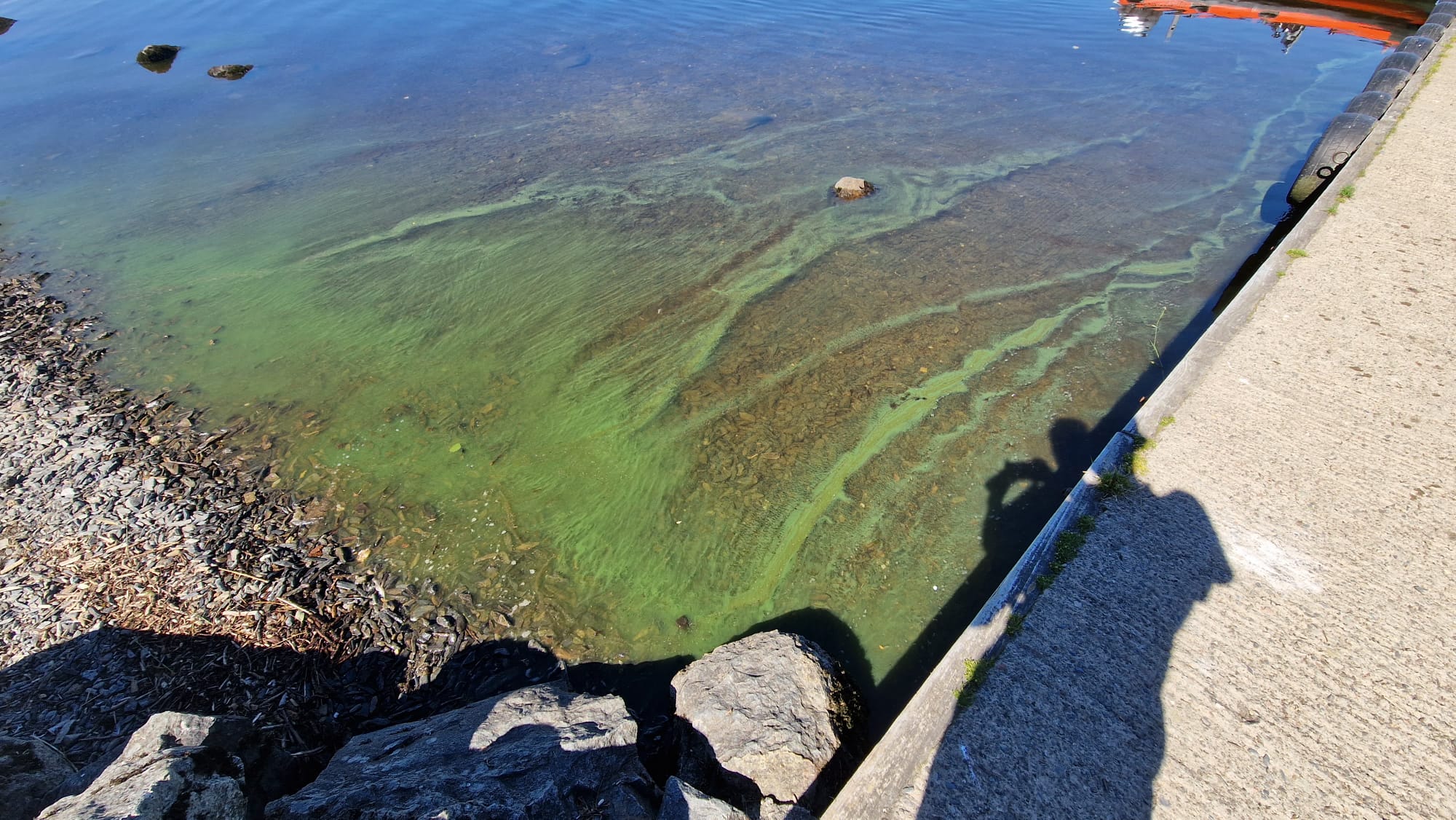 The algae appears mostly during periods of fine, hot weather.