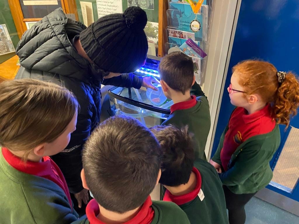 Pupils from Ysgol O M Edwards, Llanuwchllyn to oversee a trout hatchery in the school