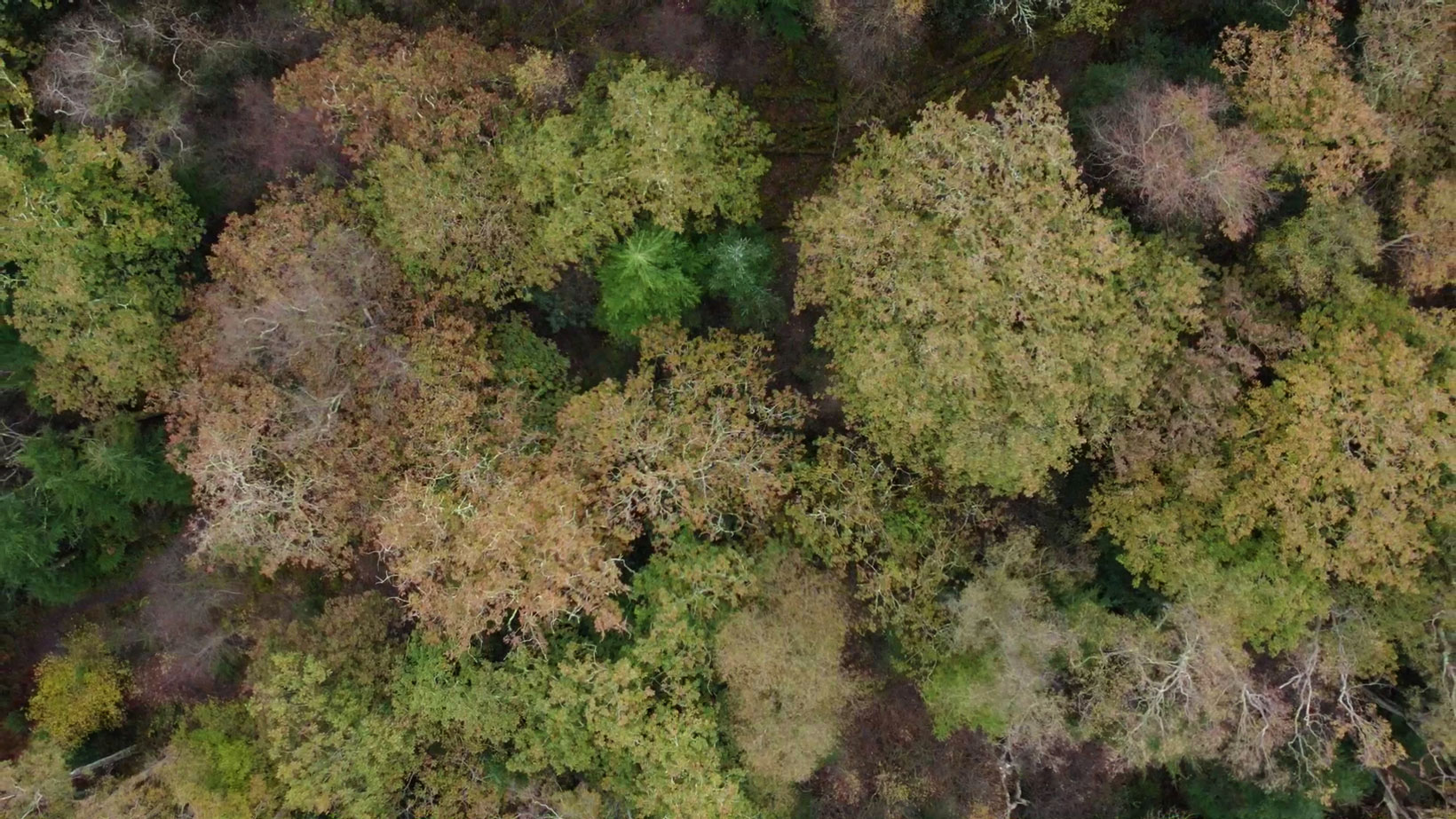 A drone photo of the top of a woodland canopy in autumnal colours.