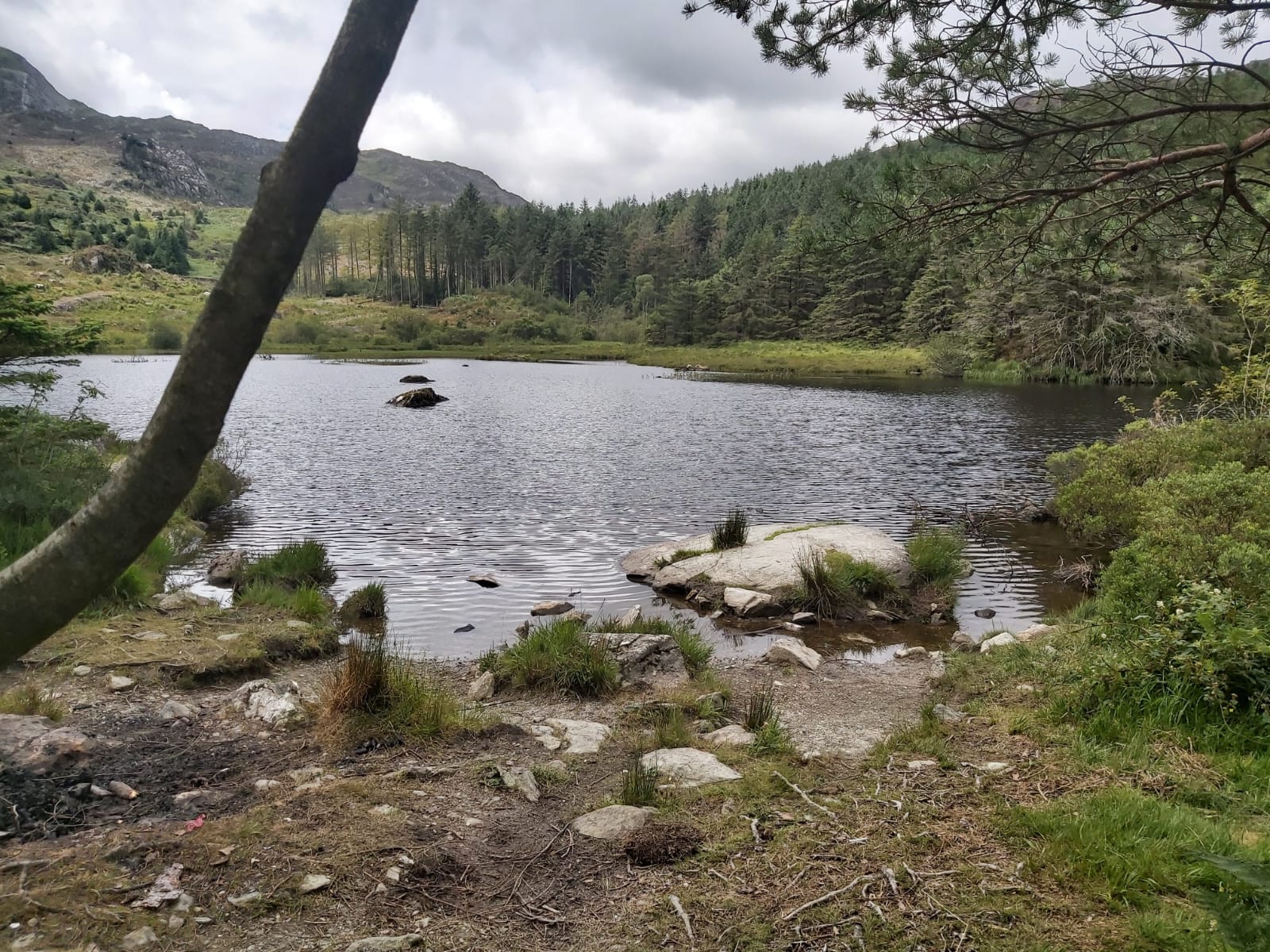 Guided Mindfulness Walk: Beddgelert Forest