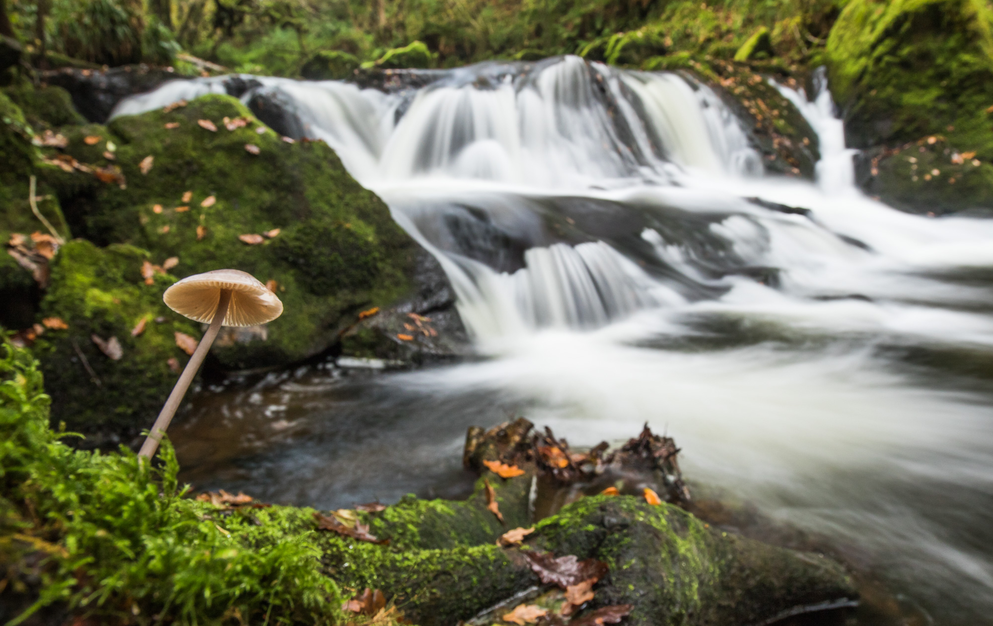 The Temperate Rainforests of Wales