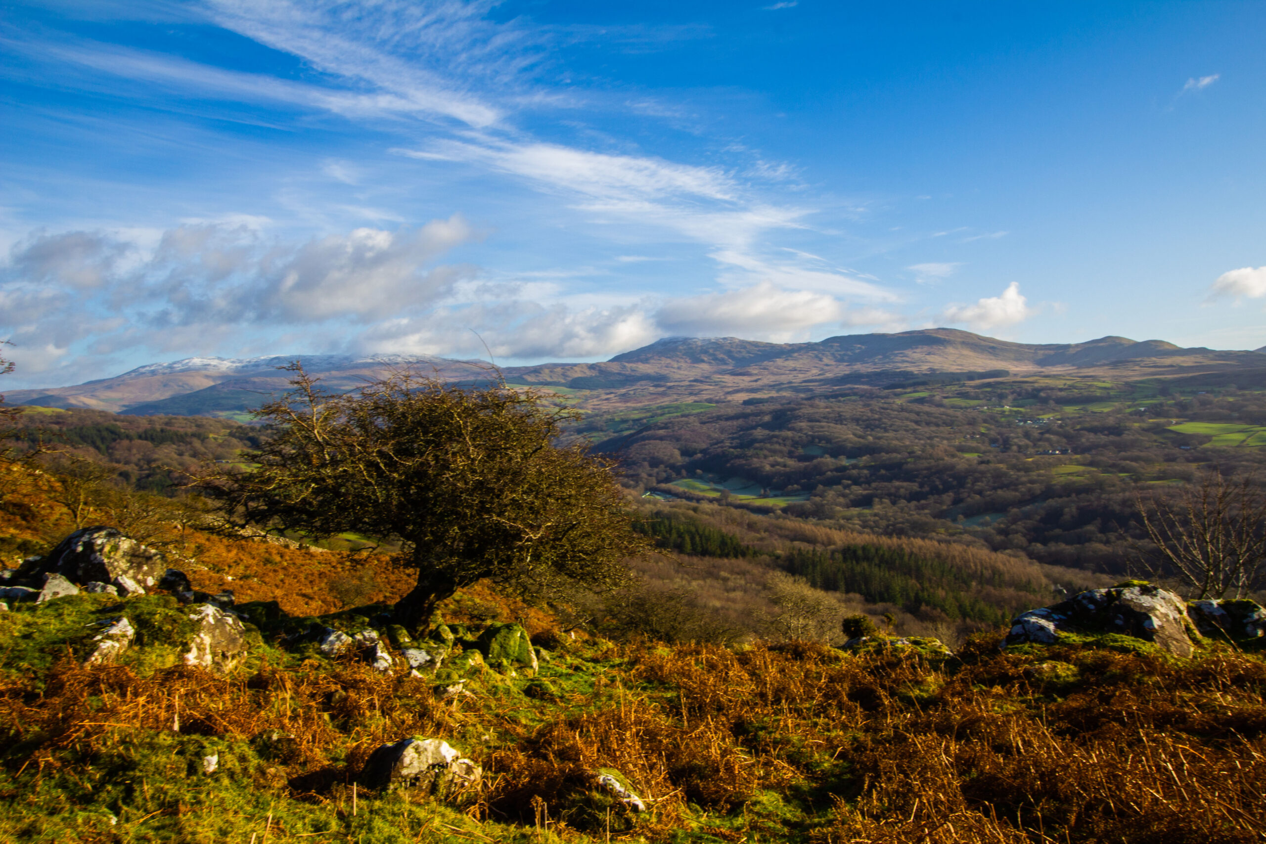 Consultation to co-develop an Eryri Tree and Woodland Strategy Action Plan underway